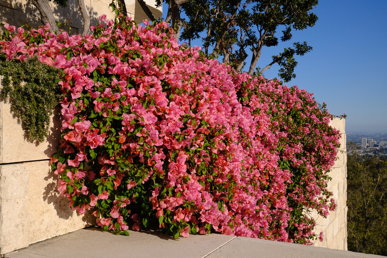 Pink flowers growing on wall